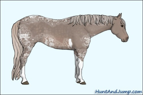 Horse Color: Unknown 