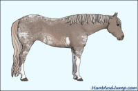 Horse Color:Unknown 