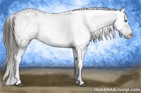 Horse Color:Liver Chestnut Frame