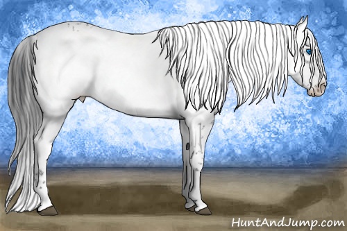 Horse Color: Blue Roan Frame 