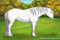 Horse Color:Liver Chestnut Frame 