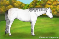 Horse Color:Gray White Spotted Bay 