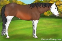 Horse Color:Bay Splash 