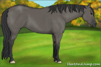 Horse Color:Grullo