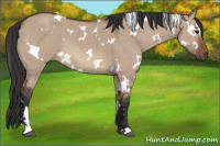 Horse Color:White Spotted Bay Dun 