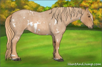 Horse Color:White Spotted Red Roan 