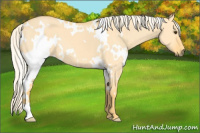 Horse Color:White Spotted Palomino Dun 
