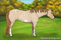 Horse Color:Red Dun Roan Splash Frame Rabicano