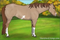 Horse Color:Red Dun Roan Splash Frame Rabicano
