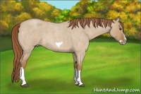 Horse Color:Red Dun Roan Splash Frame Rabicano