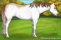 Horse Color:Red Dun Roan Splash Frame Rabicano 