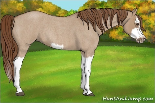 Horse Color: Red Dun Roan Splash Frame Rabicano 