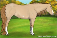 Horse Color:Red Dun Roan Splash Frame Rabicano 