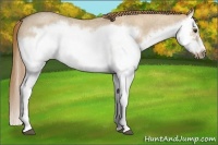 Horse Color:Red Dun Roan Splash Frame Rabicano 
