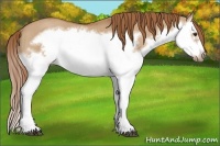 Horse Color:Red Dun Roan Splash Frame Rabicano 