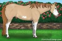 Horse Color:Red Dun Roan Splash Frame Rabicano 