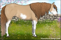 Horse Color:Red Dun Sabino Splash Frame Rabicano