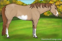 Horse Color:Red Dun Sabino Splash Frame Rabicano 