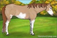 Horse Color:Red Dun Sabino Splash Frame Rabicano