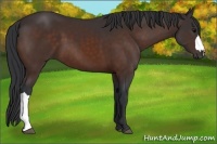 Horse Color:Bay 