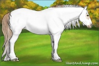 Horse Color:Red Dun Sabino Splash Frame Rabicano 
