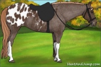 Horse Color:Liver Chestnut Appaloosa