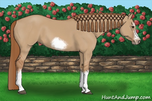 Horse Color:Red Dun Sabino Splash Frame Rabicano 