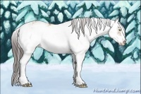 Horse Color:Amber Champagne Sabino 