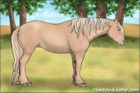 Horse Color:Gold Champagne Sabino 