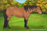 Horse Color:Bay Sabino 
