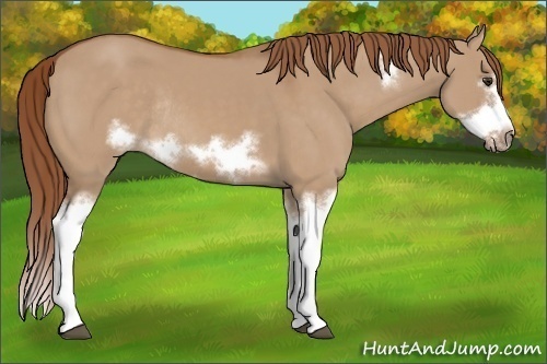 Horse Color: Red Dun Sabino Splash Frame Rabicano 