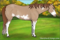 Horse Color:Red Dun Sabino Splash Frame Rabicano