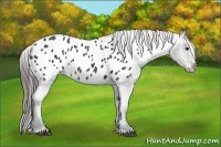 Horse Color:Black Sabino Appaloosa 