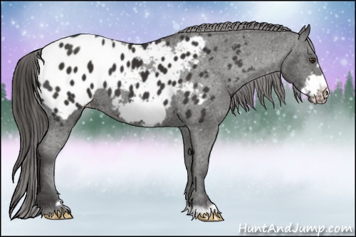 Horse Color: Liver Chestnut Frame Near Leopard 