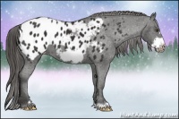 Horse Color:Liver Chestnut Frame Appaloosa 