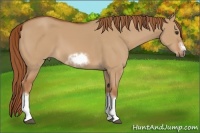 Horse Color:Red Dun Sabino Splash Frame Rabicano