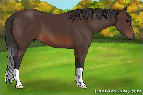 Horse Color: Bay 