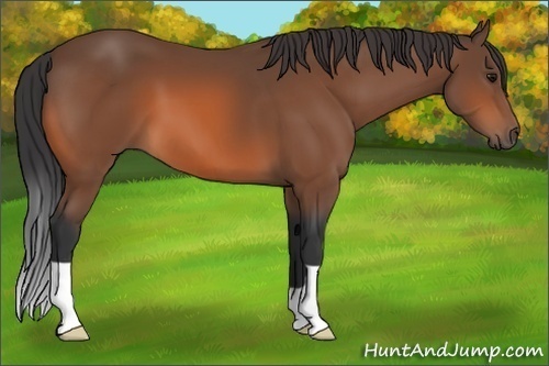 Horse Color: Bay 