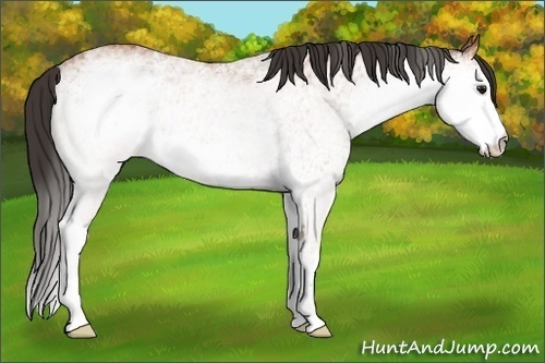 Horse Color: White Spotted Bay 