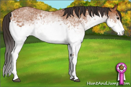 Horse Color: White Spotted Bay 