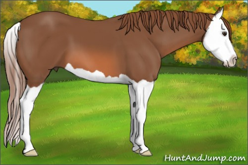 Horse Color: Chestnut Splash 