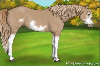Horse Color:Red Dun Sabino Splash Frame Rabicano 