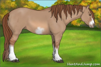 Horse Color:Red Dun Sabino Splash Frame Rabicano 