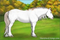 Horse Color:Red Dun Sabino Splash Rabicano 