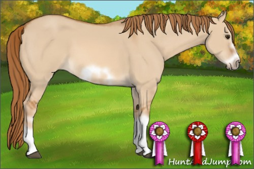 Horse Color: Red Dun Sabino Splash Frame Rabicano 