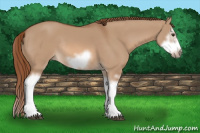 Horse Color:Red Dun Sabino Splash Frame Rabicano