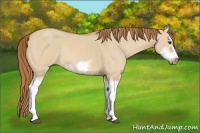 Horse Color:Red Dun Sabino Splash Frame Rabicano 