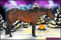 Horse Color:Bay Sabino 