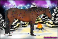 Horse Color:Bay Sabino 