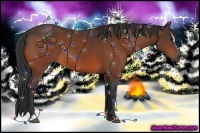 Horse Color:Bay Sabino 